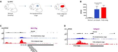 Crosstalk Between MYC and lncRNAs in Hematological Malignancies